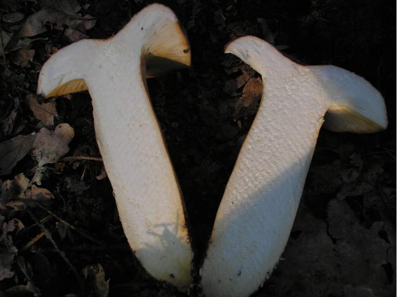 Russula e Amanita?